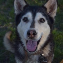 bélyegkép Lady örökbefogadható kutyáról