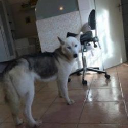 bélyegkép Tessa örökbefogadható kutyáról