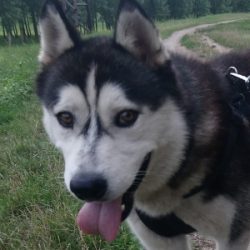 bélyegkép Fargó örökbefogadható kutyáról