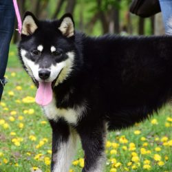 bélyegkép Füge örökbefogadható kutyáról