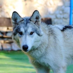 bélyegkép Nadin örökbefogadható kutyáról
