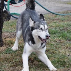 bélyegkép Aragorn örökbefogadható kutyáról