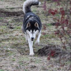 bélyegkép Liza örökbefogadható kutyáról