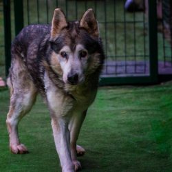 bélyegkép Archi örökbefogadható kutyáról