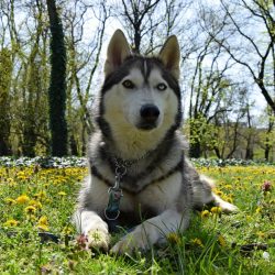 bélyegkép Mike örökbefogadható kutyáról