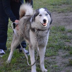 bélyegkép Momo örökbefogadható kutyáról