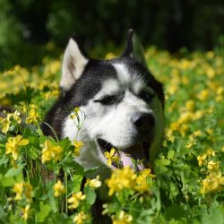 bélyegkép Apolló örökbefogadható kutyáról