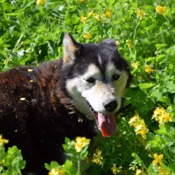 bélyegkép Lili örökbefogadható kutyáról