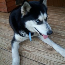 bélyegkép Móni örökbefogadható kutyáról