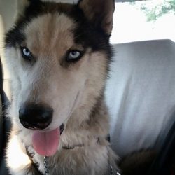 bélyegkép Toncsi örökbefogadható kutyáról