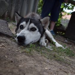 bélyegkép Gréta örökbefogadható kutyáról