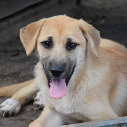 bélyegkép Glória örökbefogadható kutyáról