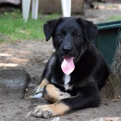 bélyegkép Gedeon örökbefogadható kutyáról